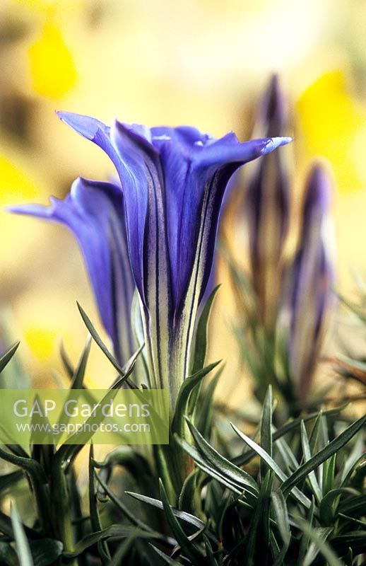 Gentiana 'Cairngorm'