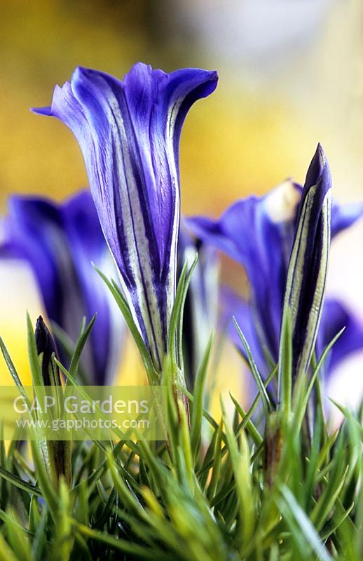 Gentiana 'Blue Silk'