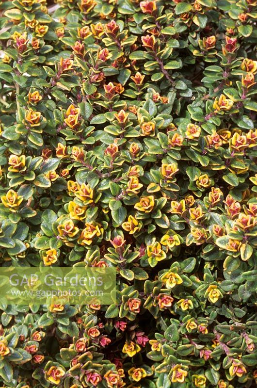 Thymus 'Doone Valley' - Golden thyme 