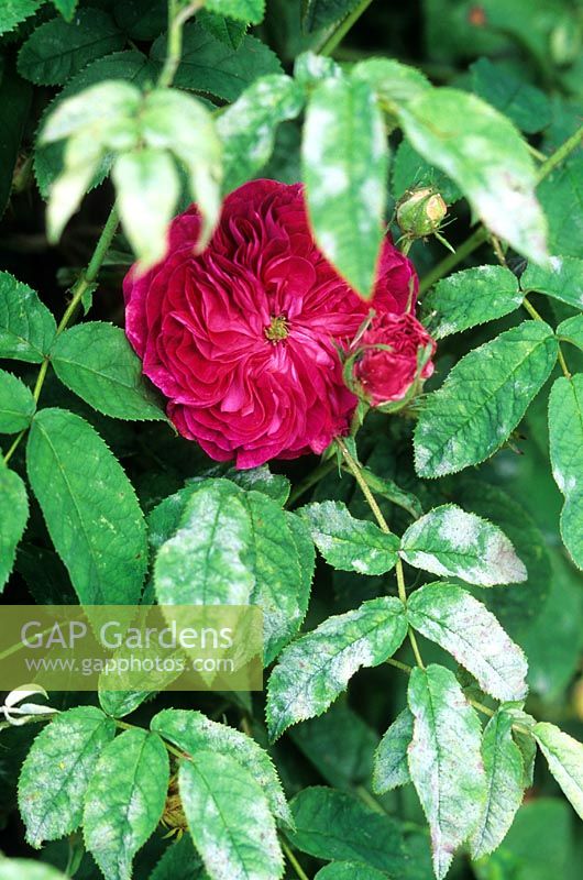 Mildew on leaves of Rosa 'Charles Mills'