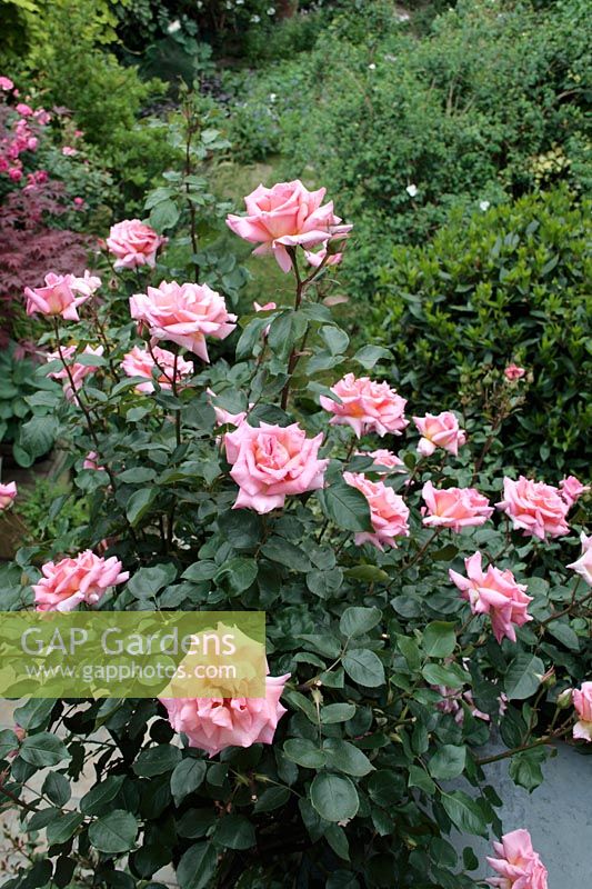 Rosa 'Compassion' - Climbing rose seen from first floor window with suburban garden in background.