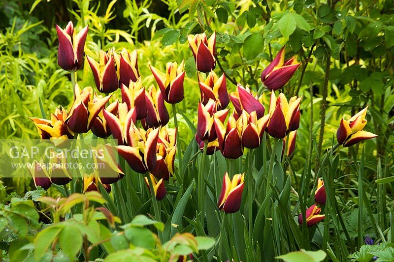 Spring border with Tulipa 'Gavota' in front of Valeriana phu 'Aurea'