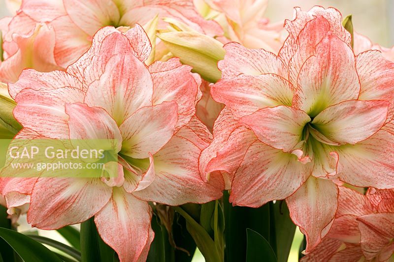 Amaryllis 'Aphrodite'