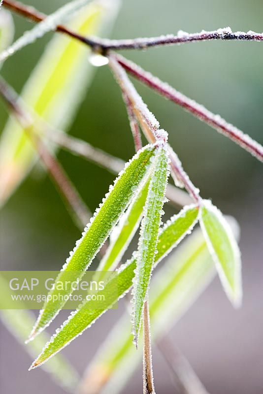 Thamnocalamus crassinodus 'gosainkund' - Hardy bamboo