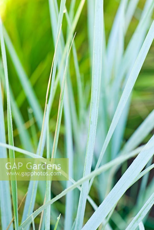 Elymus magellanicus