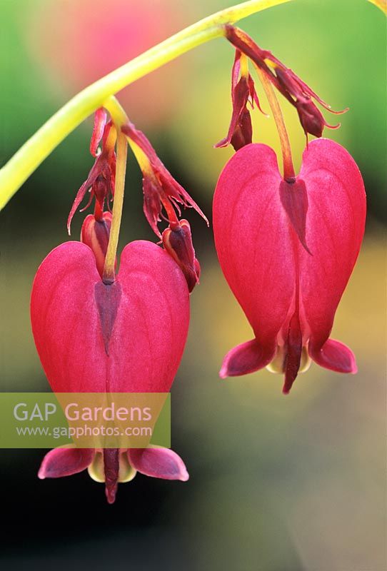 Dicentra formosa 'Baccharal'