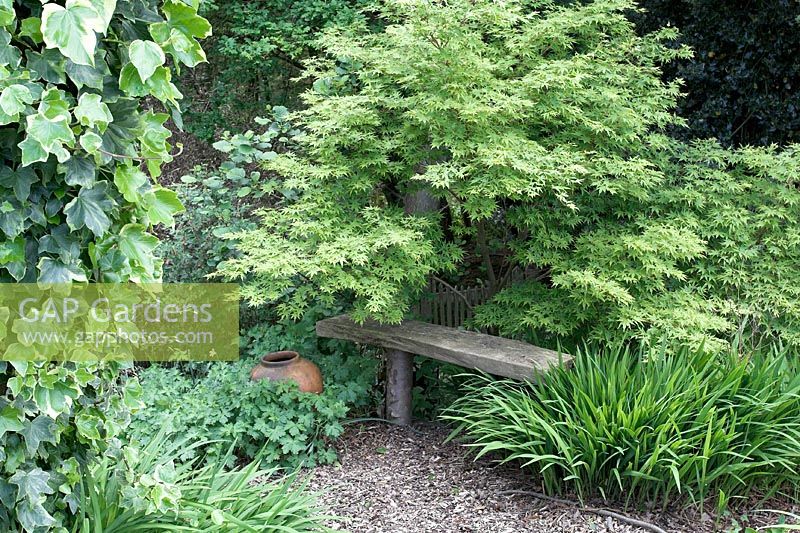 Overgrown wooden bench with Acer and ivy