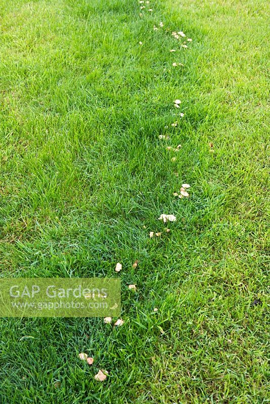 Fungi in 'fairy ring' in garden lawn