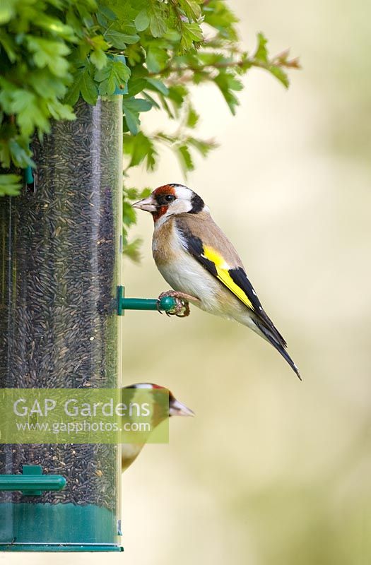 Carduelis carduelis - Goldfinch on bird feeder