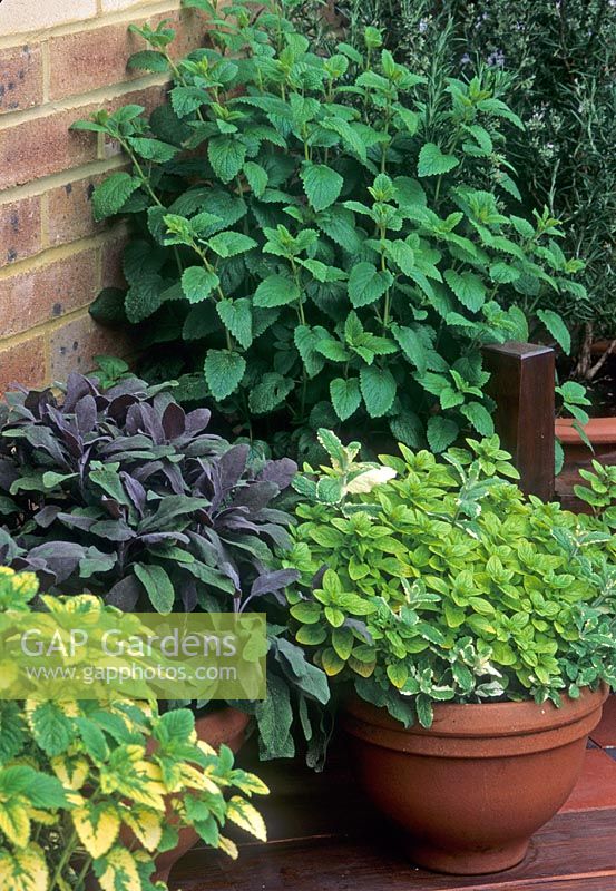 Herbs in terracotta containers including Melissa, Ocimum, Salvia officinalis 'Purpurascens' and Mentha -  London 