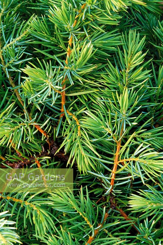 Juniperus conferta  