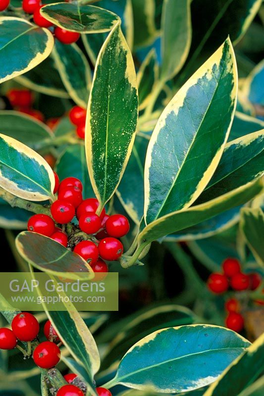 Ilex Aquifolium 'Ferox Aurea'