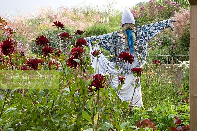 Scarecrow in border with Dahlia 'Chat Noir'