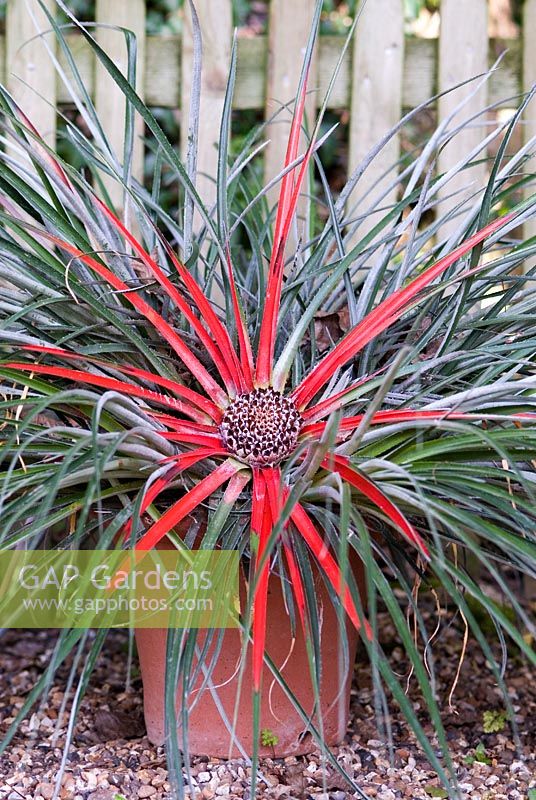 Fascicularia bicolor syn pitcairniifolia - Parsonage House, Essex