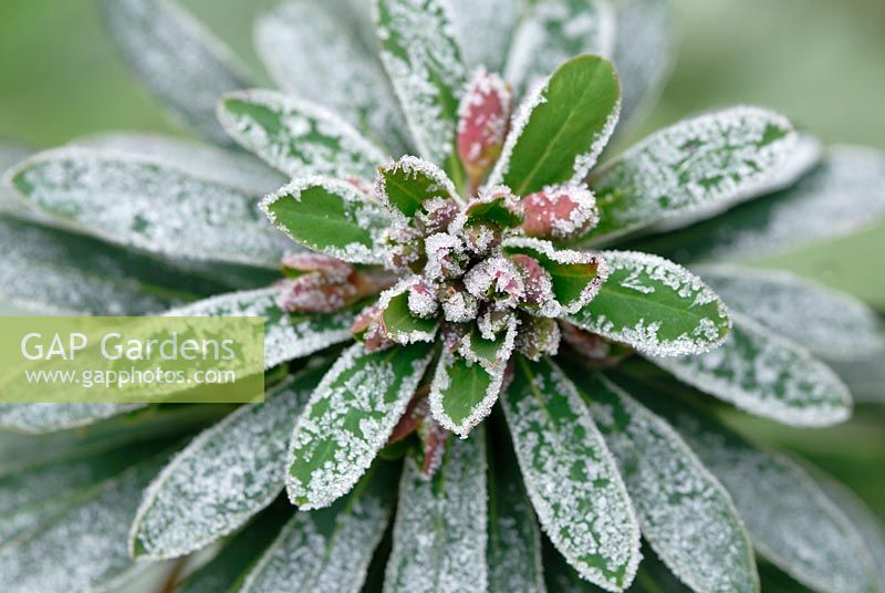 Euphorbia 'Redwing' covered in frost