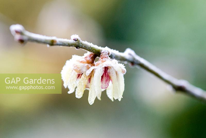 Chimonanthus praecox - Wintersweet with frost 