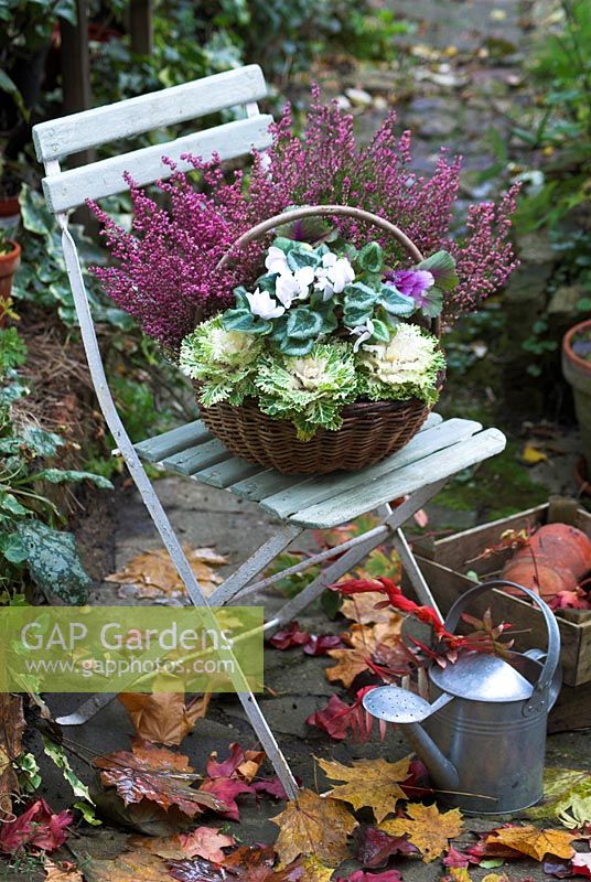Autumn basket containing  Erica, Brassica, and white cyclamen, on garden chair.