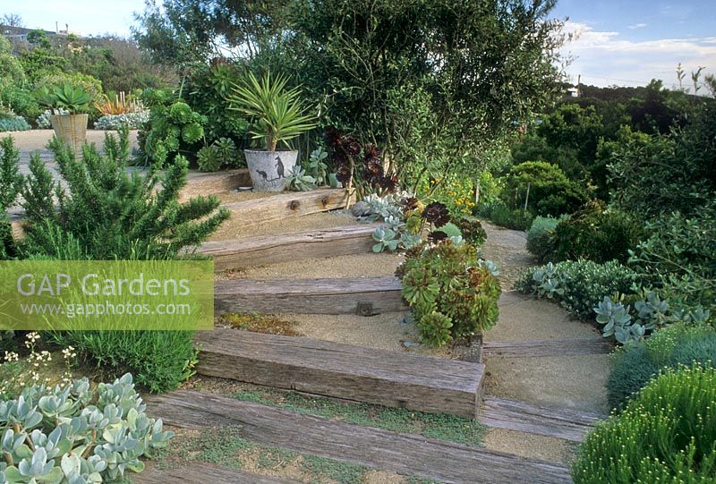 Garden by the sea with wooden sleeper steps and planting of Rosmarinus, Santolina Aeonium and Yucca in containers - Sorento, Victoria, Australia 