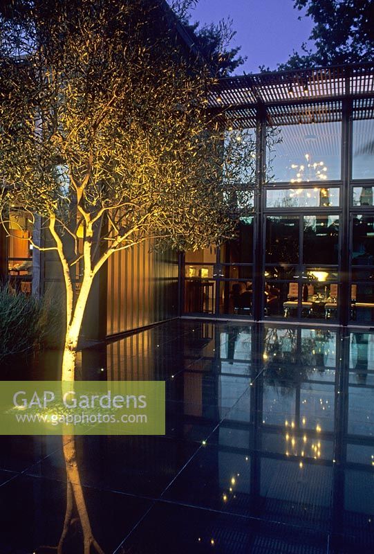 Tree lit up by uplighter and reflected in   polished floor infront of glass fronted house - Kuhling, Palo Alto, USA