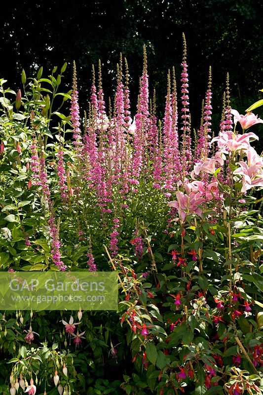 Lythrum salicaria 'Robert' - Purple Loosestrife in mixed border with Fuchsias and Liliiums