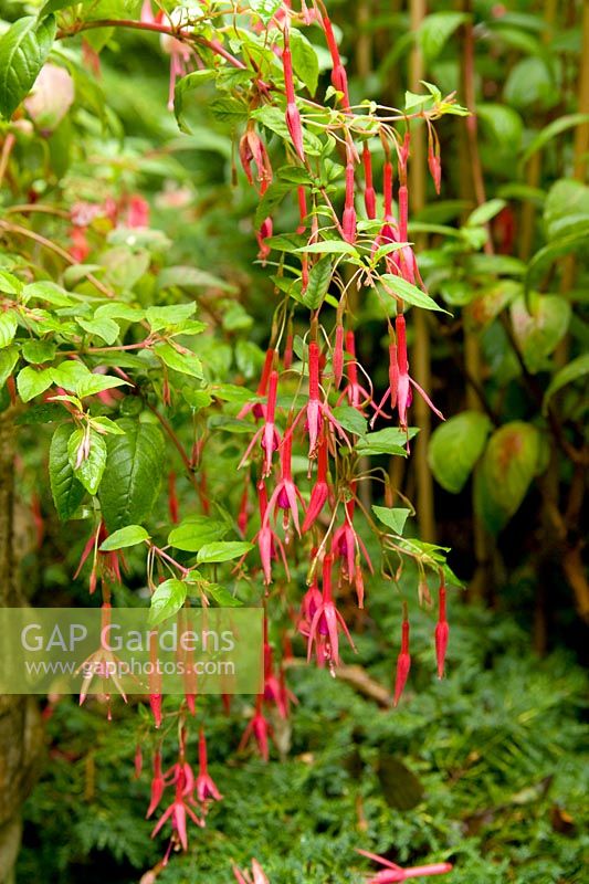 Fuchsia 'Caledonia'