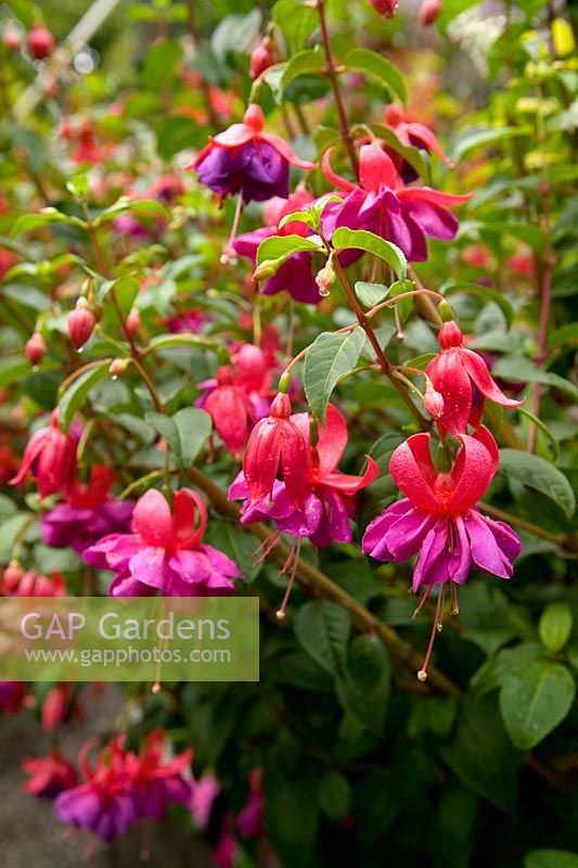 Fuchsia 'Rose Bradwardine'