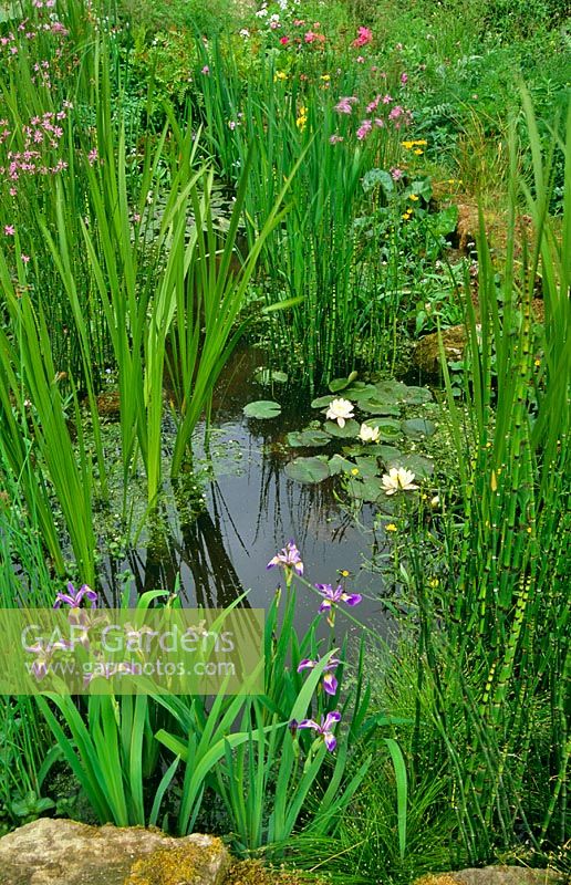 Iris, Nymphaea and Equisetum growing in and around natural looking pond