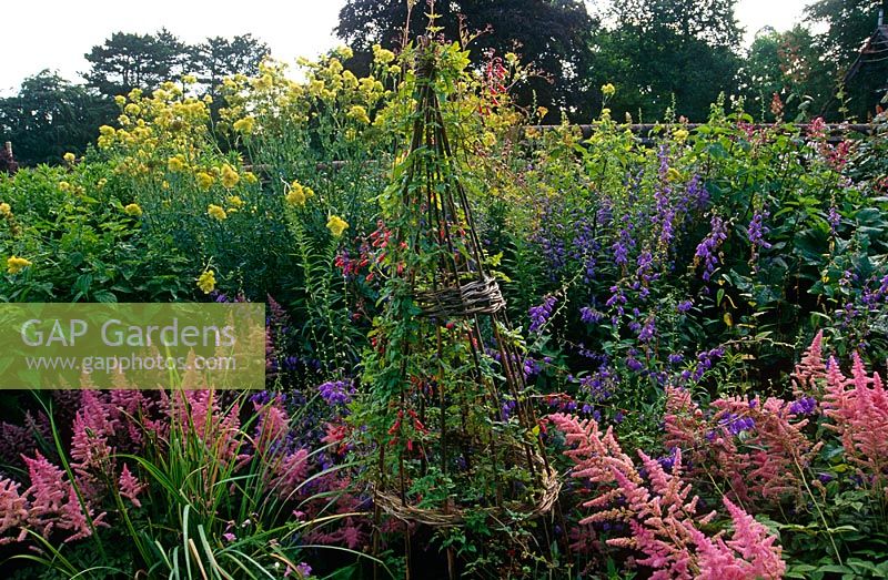 Herbaceous border with willow wigwam. Campanula, Astilbes and Eccremocarpus scaber climbing wigwam.
