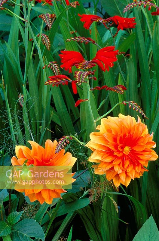 Crocosmia 'Ember Glow' and Dahlia 'Finchcocks'