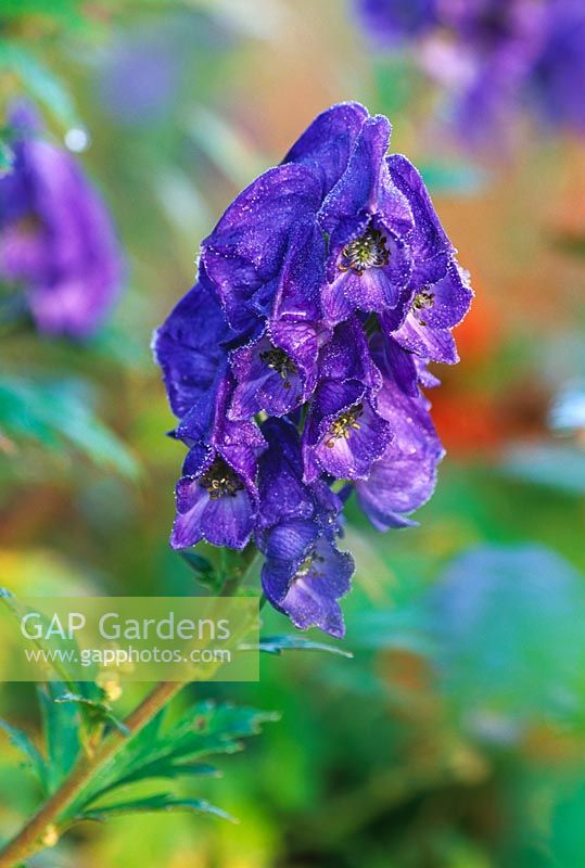 Aconitum carmichaelii var wilsonii