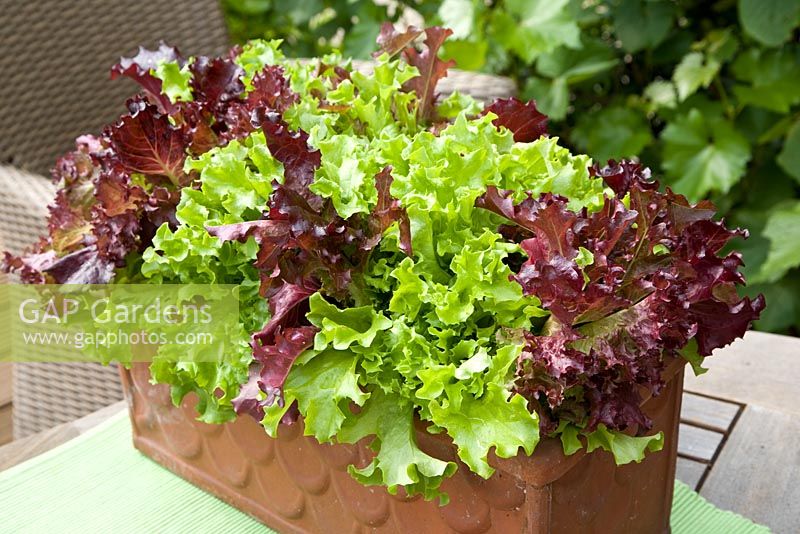 Lettuces growing in terracotta container