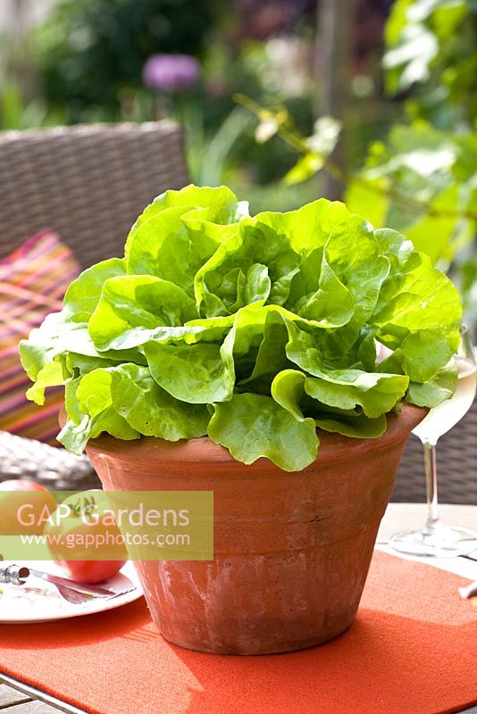 Lettuce growing in terracotta pot on table
