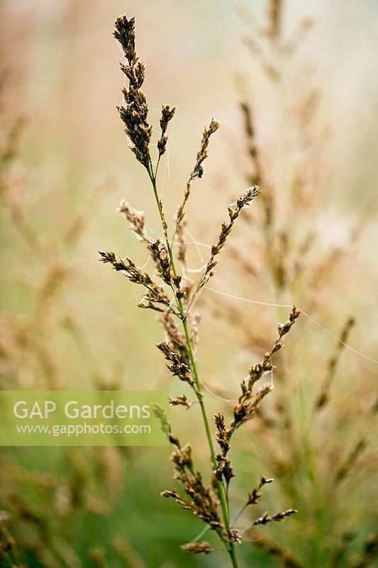 Molinia 'Karl Foerster'