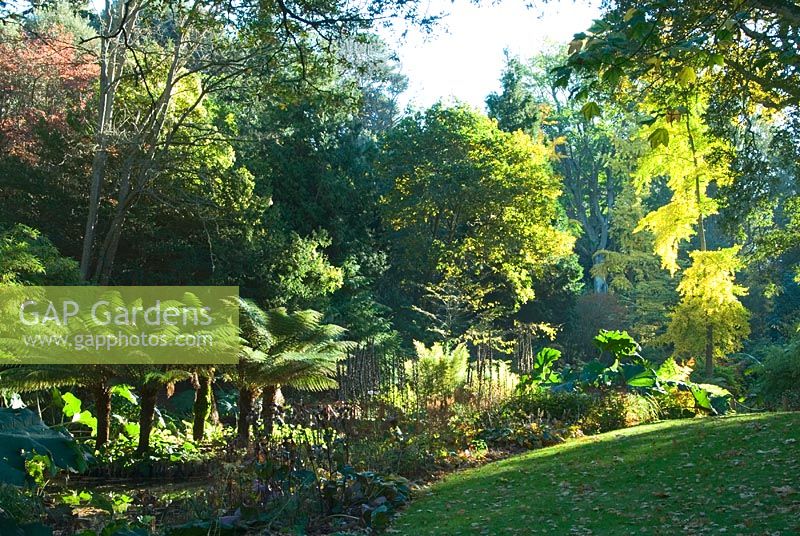 Ginkgo biloba with Gunnera, tree ferns and other lush streamside planting 