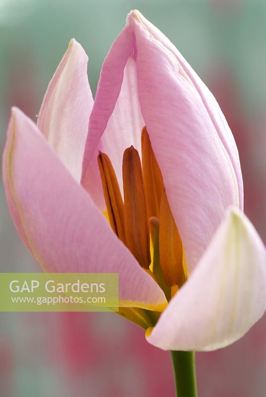Tulipa saxatalis Bakeri Group 'Lilac Wonder'