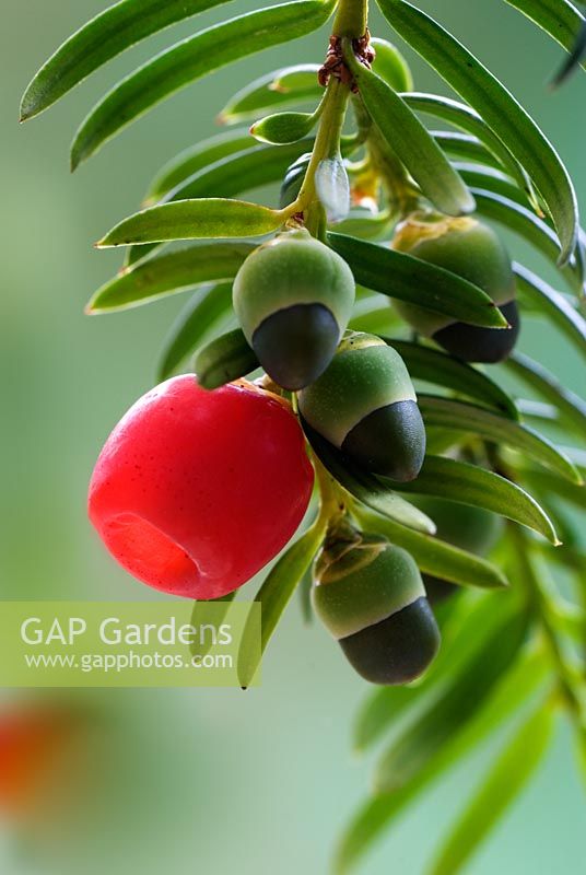 Taxus baccata - Common Yew berries 