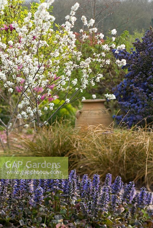 Ajuga reptans 'Catlin's Giant', Amelanchier ovalis 'Edelweiss', Carex dipsacea and  Ceanothus 'Puget Blue' in spring garden