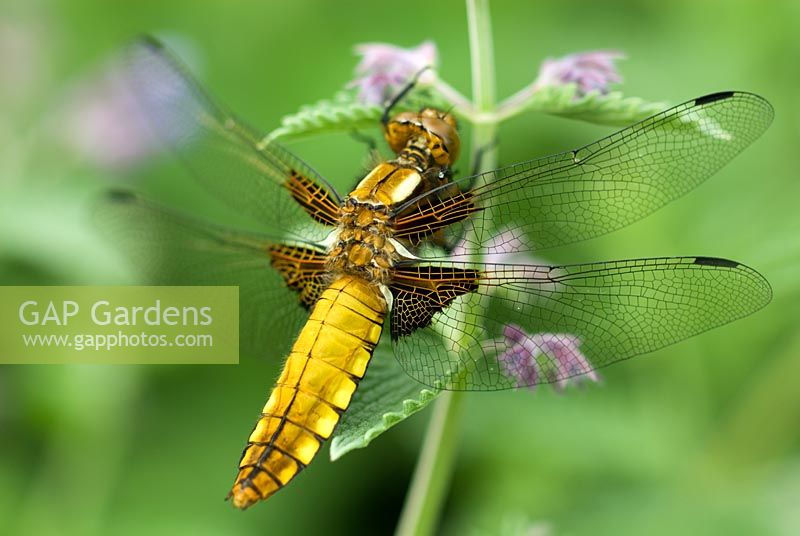 Libellula depressa - Broad bodied chaser dragonfly resting on Nepeta flower
