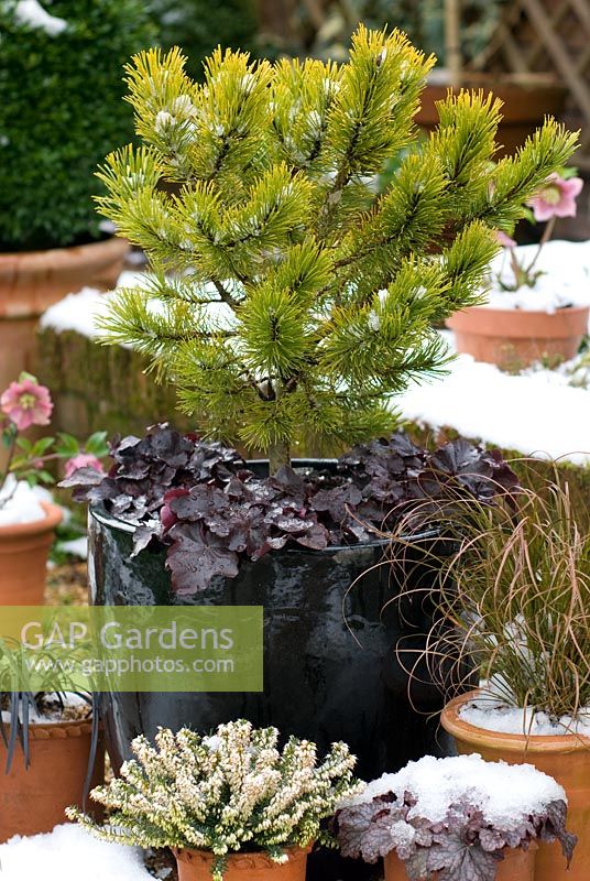 Pinus mugo 'Winter Gold' underplanted with Heuchera 'Obsidian' in a container with other containers covered in snow 