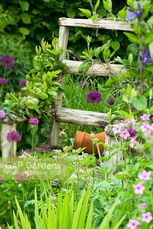 Rustic wooden chair in border with broken terracotta pot on seat and Clematis x durandii climbing over back and arm rests with Allium 'Purple Sensation' and Geranium palmatum planted at base