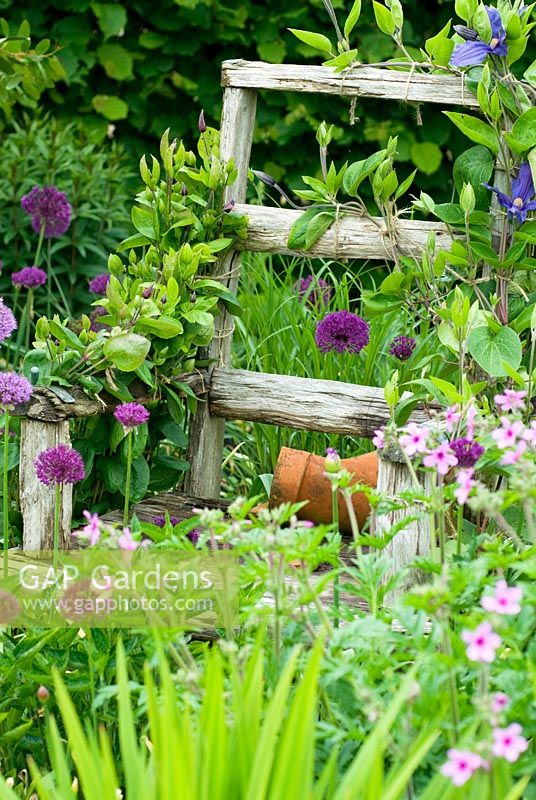 Rustic wooden chair in border with broken terracotta pot on seat and Clematis x durandii climbing over back and arm rests with Allium 'Purple Sensation' and Geranium palmatum planted at base.