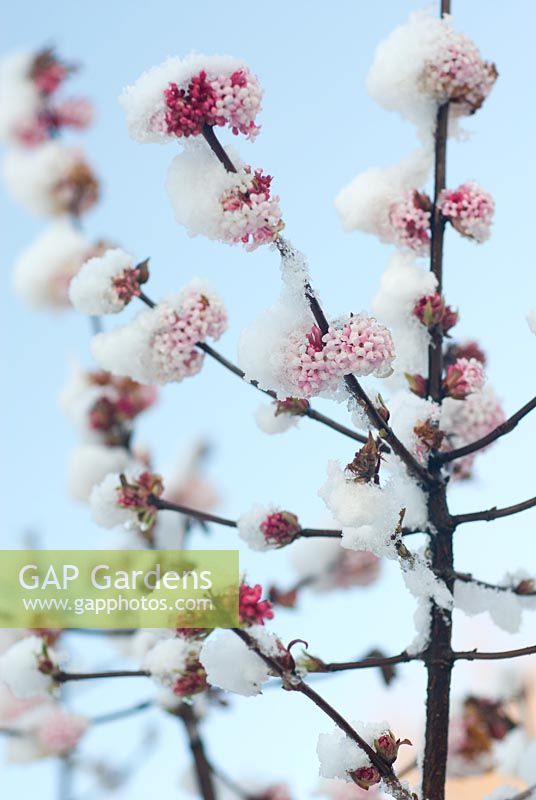 Viburnum x bodnantense 'Dawn' covered in snow