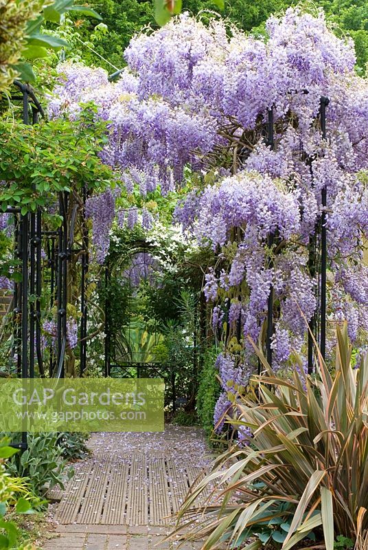 Wisteria sinensis climbing over colonnade, Clematis montana, Phormium Sundowner and Hosta Halcyon - The Garden of Rooms at RHS Wisley