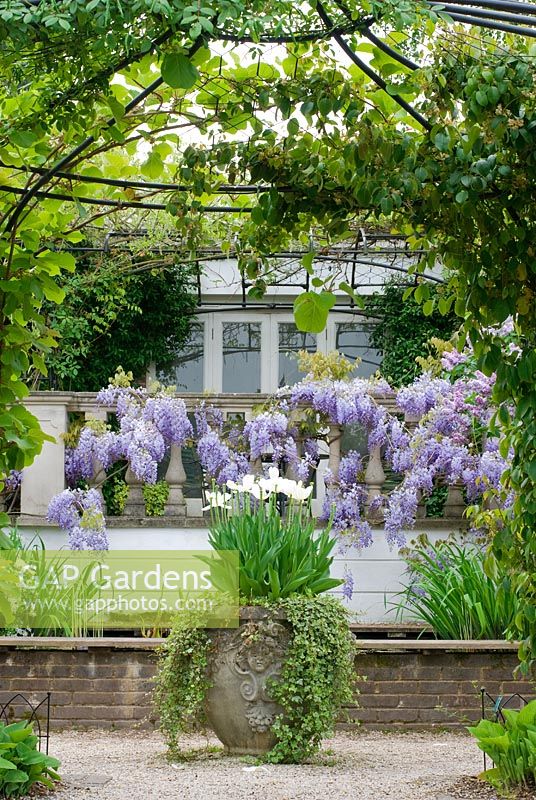 Wisteria sinensis, white Tulips with ivy in container and other climbers over Gazebo -  The Garden of Rooms at RHS Wisley