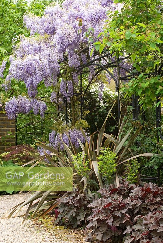 Wisteria sinensis climbing over colonnade, Clematis montana, Phormium 'Sundowner', Hosta sieboldii ver. elegans, Heuchera 'Chocolate Ruffles', Acer palmatum ver. dissectum 'Garnet' and Euphorbia characias subsp. 'Wulfenii' - The Garden of Rooms at RHS Wisley 