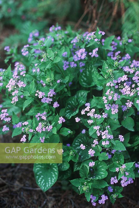 Brunnera macrophylla 'Langtrees' - Perennial Forget-Me-Not