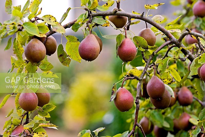 Pyrus 'Black Worcester' - Pears at Helmsley Walled Garden