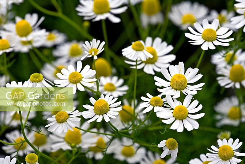 Argyranthemum - Marguerites 