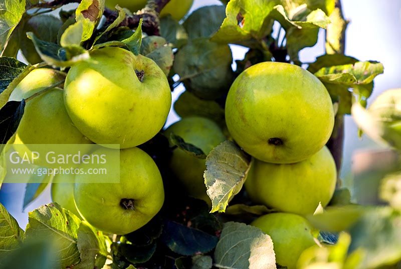 Malus 'Stirling Castle' - Apples