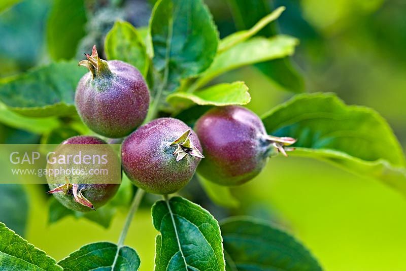 Malus 'George Cave' - Immature apples 